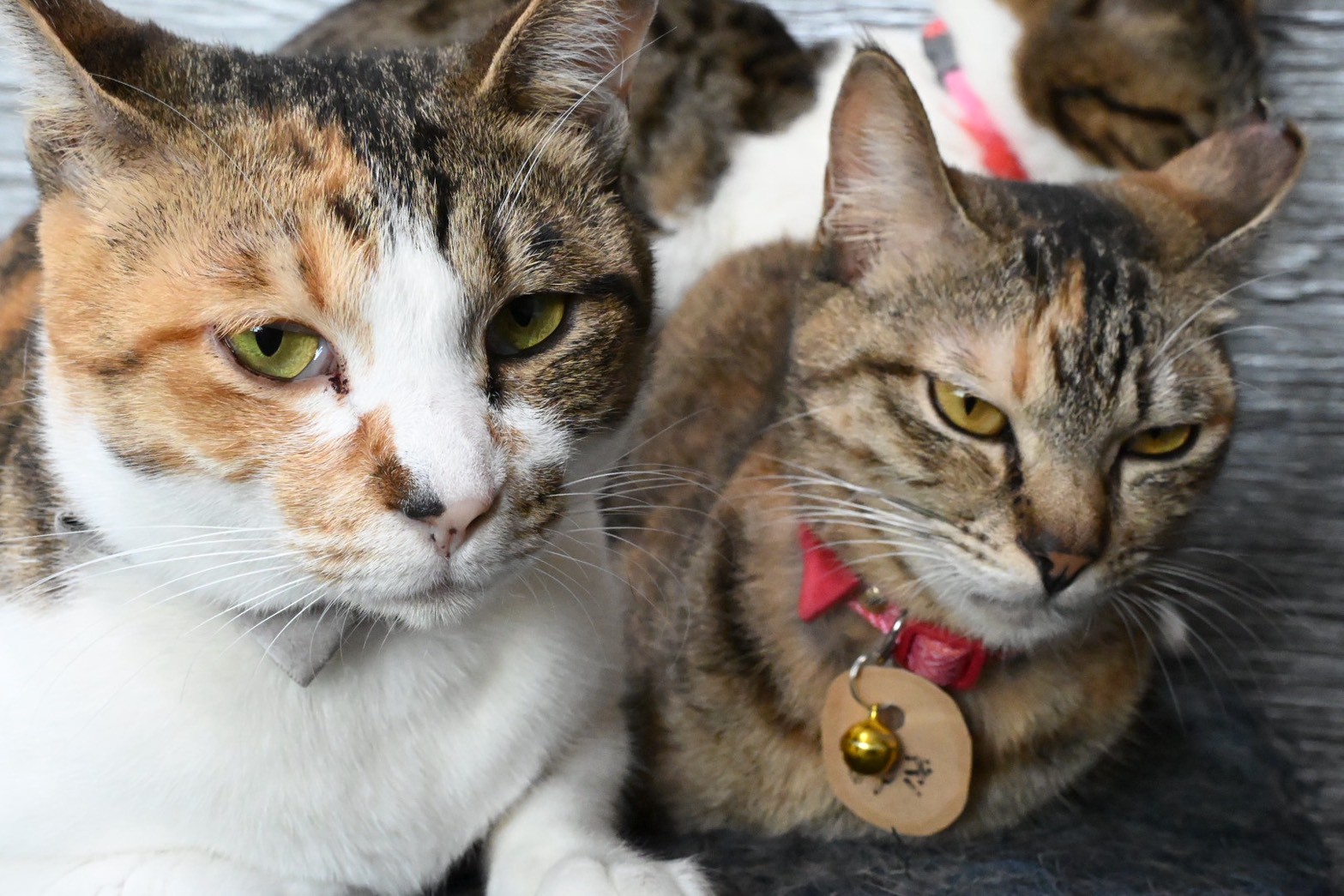 保護猫