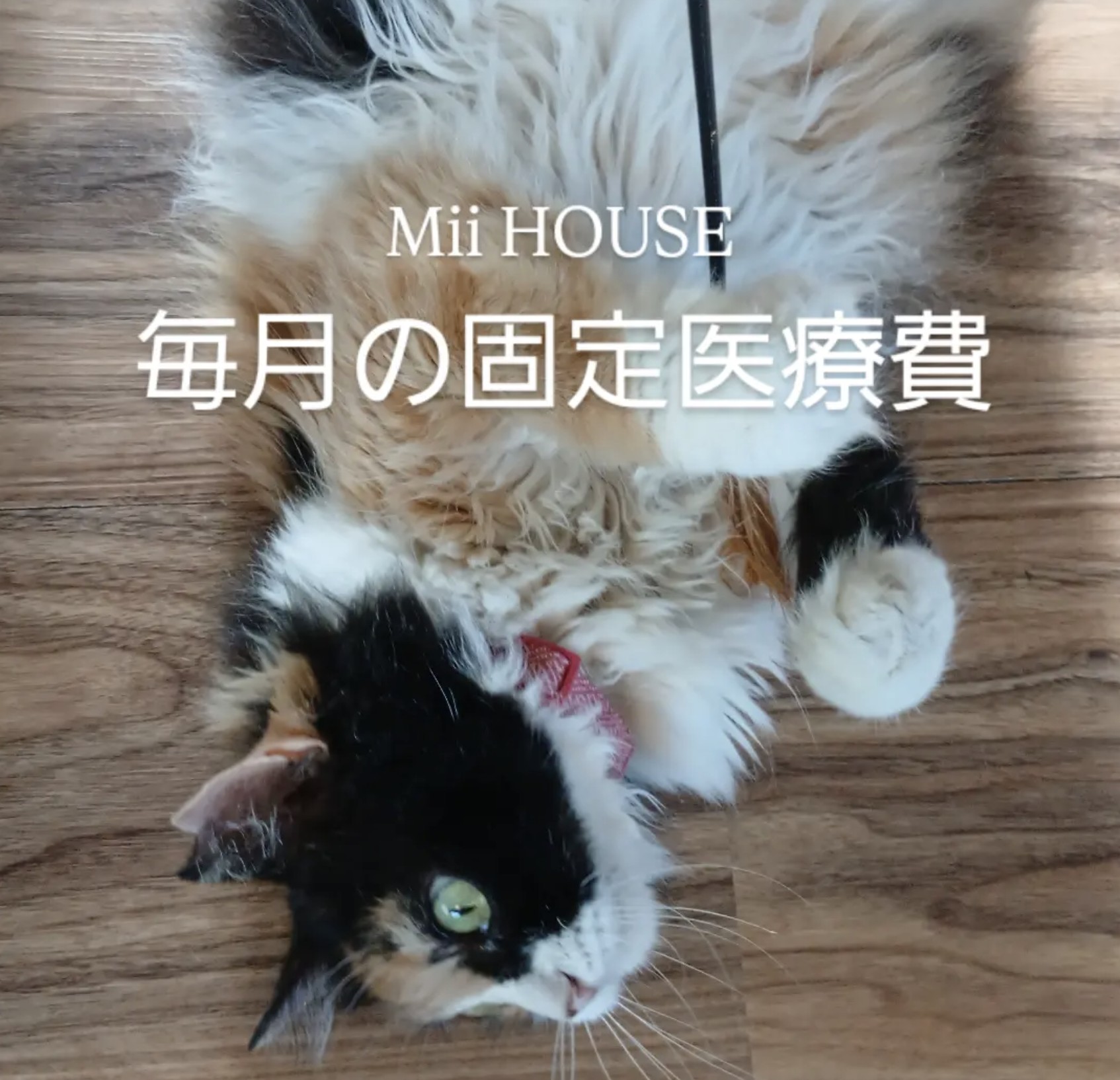 保護にかかる毎月の費用